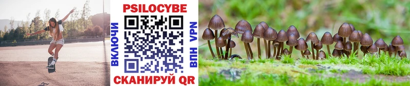 Купить где  Углегорск  Галлюциногенные грибы Psilocybe 